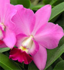 Carmela's Tropical Beauty 'Hawaii'